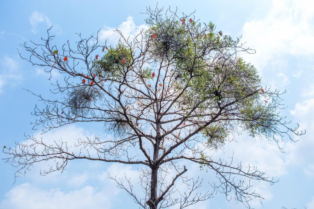 The Capital Resort @ Sukhumvit 50 Bangkok Exterior foto Tree